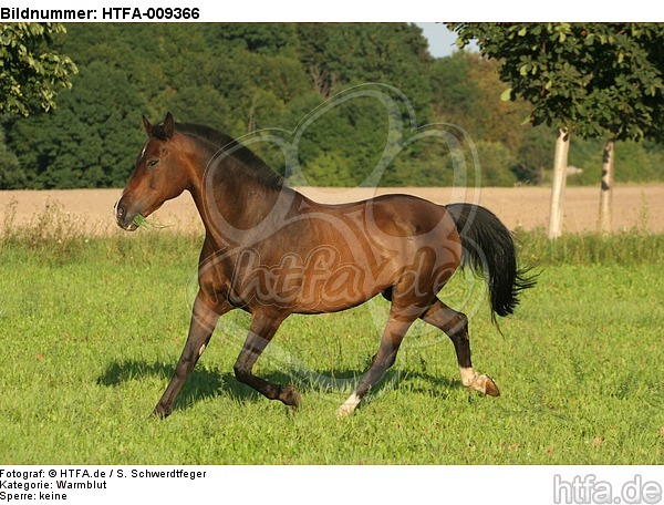 trabendes Warmblut / trotting warmblood / HTFA-009366