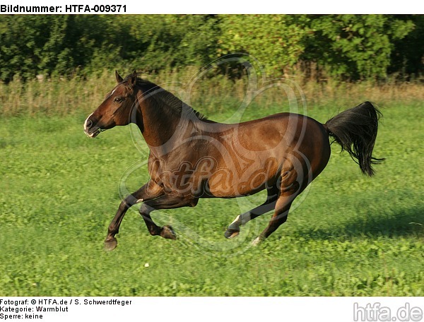 galoppierendes Warmblut / galloping warmblood / HTFA-009371