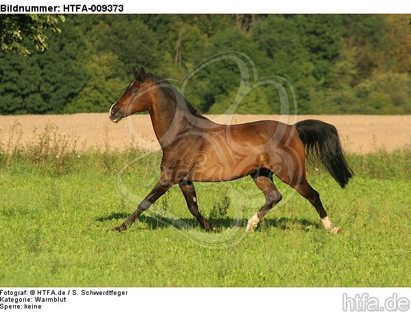 trabendes Warmblut / trotting warmblood / HTFA-009373