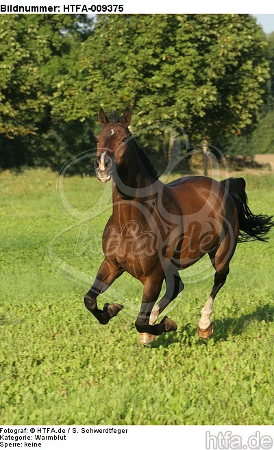 galoppierendes Warmblut / galloping warmblood / HTFA-009375