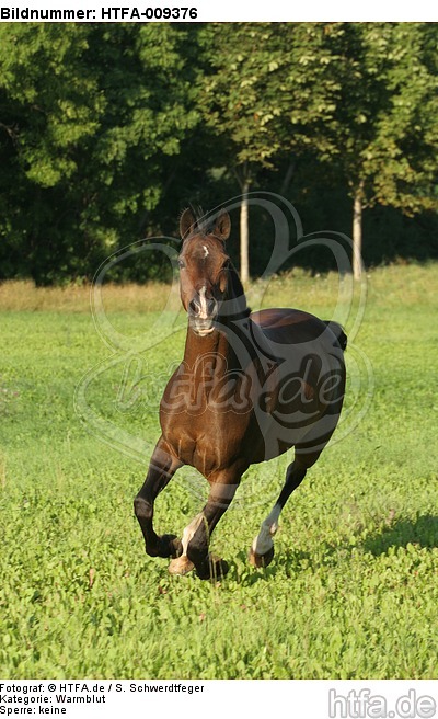 galoppierendes Warmblut / galloping warmblood / HTFA-009376