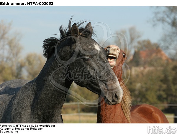 Deutsches Reitpony und Sachsen Anhaltiner Warmblut / pony and warmblood / HTFA-002053