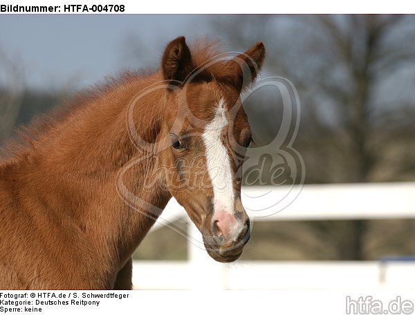 Deutsches Reitpony / pony / HTFA-004708