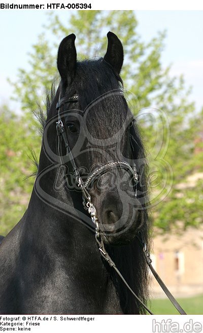 Friese / frisian horse / HTFA-005394