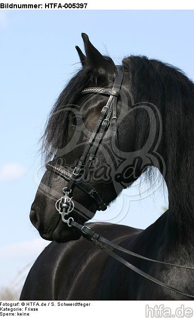 Friese / frisian horse / HTFA-005397