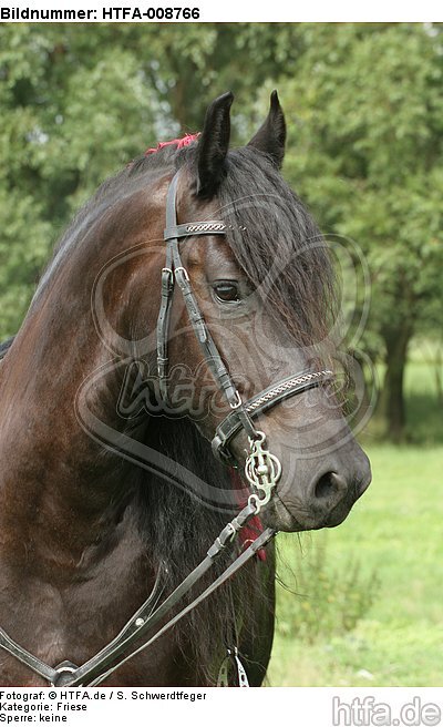 Friese Portrait / friesian horse portrait / HTFA-008766