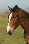 Deutsches Reitpony / pony