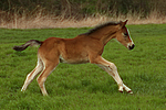 Deutsches Reitpony / pony