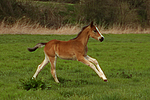 Deutsches Reitpony / pony