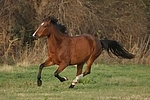 Deutsches Reitpony / pony