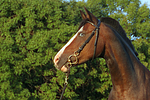 Deutsches Reitpony Portrait / pony portrait