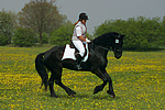 Friese / frisian horse