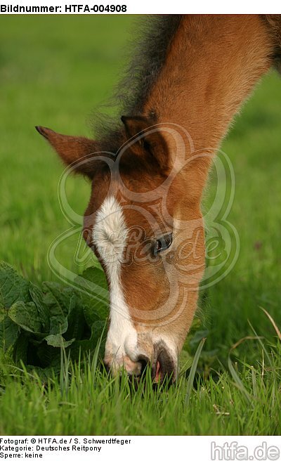 Deutsches Reitpony / pony / HTFA-004908