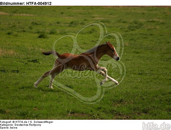 Deutsches Reitpony / pony / HTFA-004912