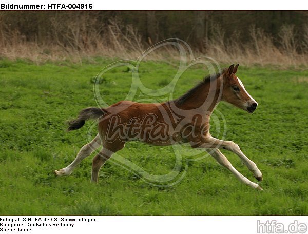 Deutsches Reitpony / pony / HTFA-004916