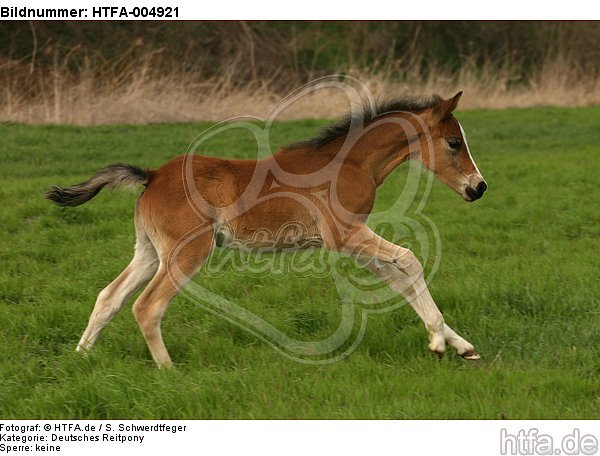 Deutsches Reitpony / pony / HTFA-004921