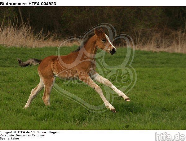 Deutsches Reitpony / pony / HTFA-004923