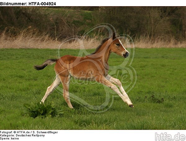 Deutsches Reitpony / pony / HTFA-004924