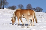 Haflinger / haflinger horses