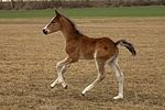 Deutsches Reitpony / pony