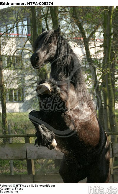 Friese / frisian horse / HTFA-005374