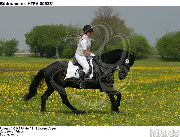 Friese / frisian horse / HTFA-005381