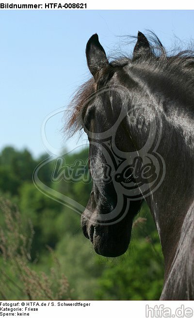 Friese Portrait / friesian horse portrait / HTFA-008621