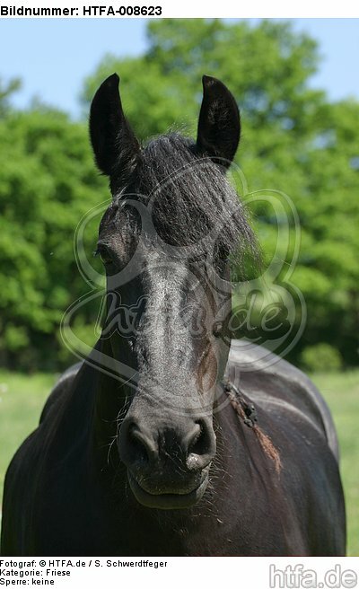 Friese Portrait / friesian horse portrait / HTFA-008623