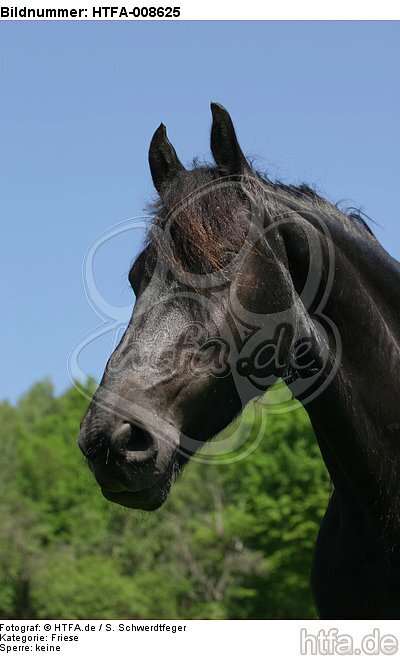 Friese Portrait / friesian horse portrait / HTFA-008625