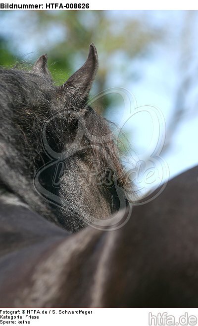 Friese Portrait / friesian horse portrait / HTFA-008626