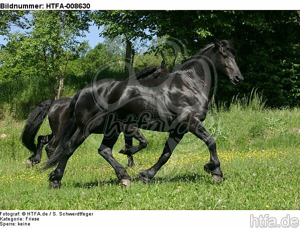trabende Friesen / trotting friesian horses / HTFA-008630