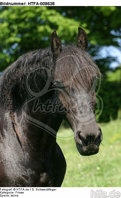 Friese Portrait / friesian horse portrait / HTFA-008638