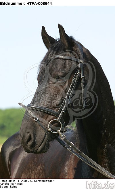 Friese Portrait / friesian horse portrait / HTFA-008644