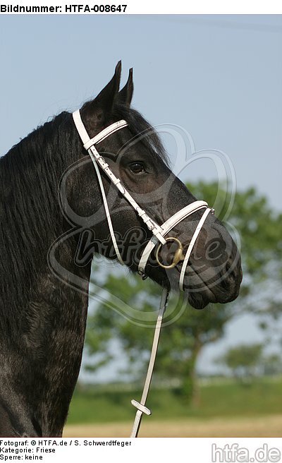 Friese Portrait / friesian horse portrait / HTFA-008647