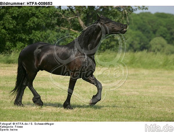 flehmender Friese / flehming friesian horse / HTFA-008653