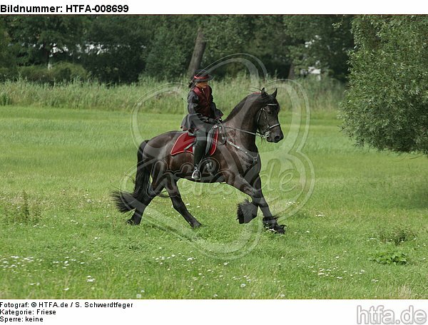 Frau reitet Friese / woman rides friesian horse / HTFA-008699
