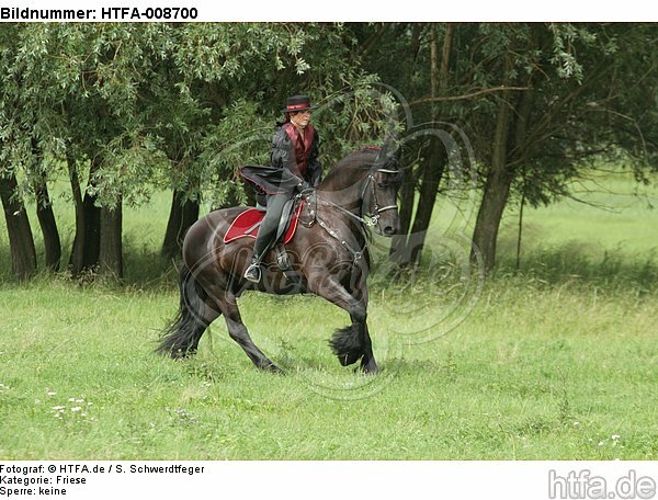 Frau reitet Friese / woman rides friesian horse / HTFA-008700