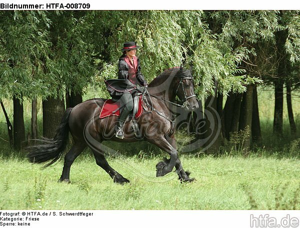 Frau reitet Friese / woman rides friesian horse / HTFA-008709