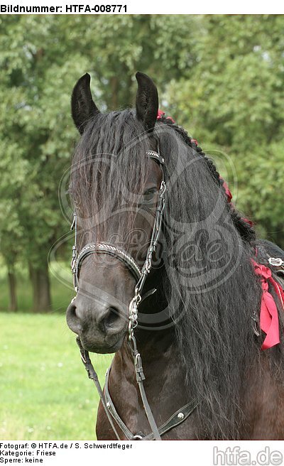 Friese Portrait / friesian horse portrait / HTFA-008771