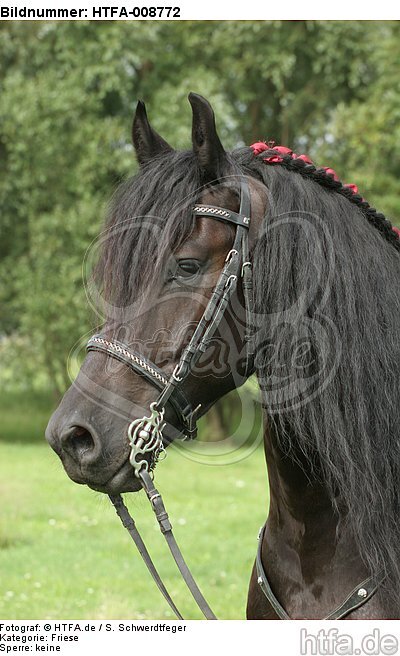 Friese Portrait / friesian horse portrait / HTFA-008772