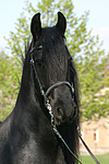 Friese / frisian horse