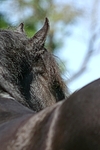 Friese Portrait / friesian horse portrait