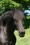 Friese Portrait / friesian horse portrait