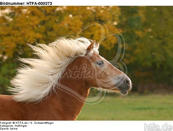 Haflinger mit wehender Mähne / haflinger horse portrait / HTFA-000373