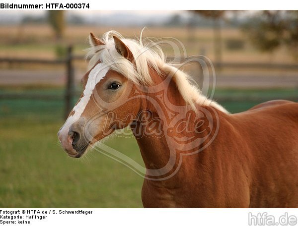 Haflinger Portrait / haflinger horse portrait / HTFA-000374