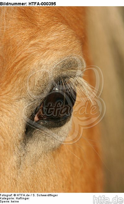 Haflinger Auge / haflinger horse eye / HTFA-000395