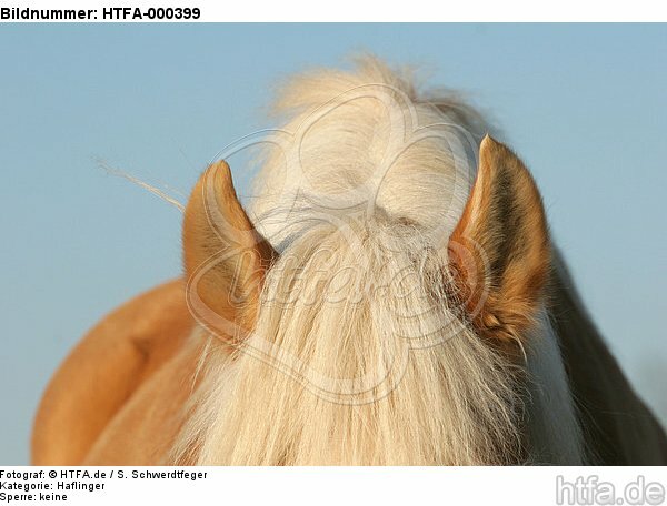 Haflinger Ohren / haflinger horse ears / HTFA-000399