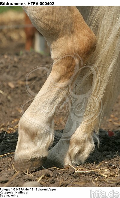 Haflinger Hufe / haflinger horse hoofs / HTFA-000402