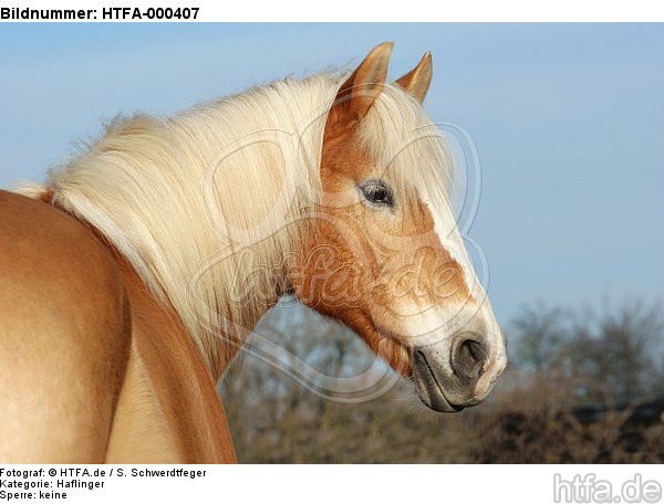 Haflinger Portrait / haflinger horse portrait / HTFA-000407