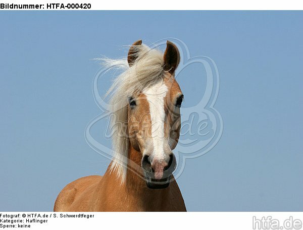 Haflinger Portrait / haflinger horse portrait / HTFA-000420